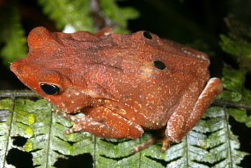 Crested Forest Toad (Rhinella margaritifer) in the Peruvian Amazon