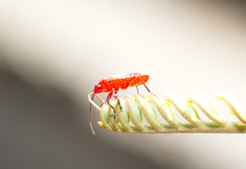 Red young firebug on green plant