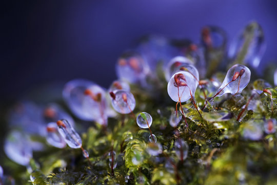 Ice on moss; Vaudreuil, Quebec, Canada