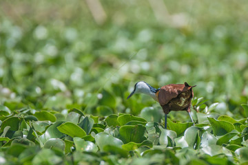 African jacana or Actophilornis africanus