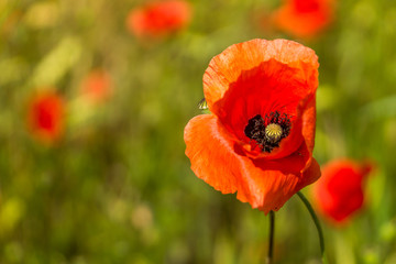 Offene Mohnbl&uuml;te auf einer Mohnblumenwiese