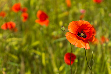 Ge&ouml;ffnete Mohnbl&uuml;te auf einer Mohnblumenwiese