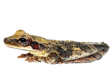 Flat-headed Bromeliad Treefrog (Osteocephalus planiceps)