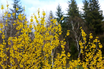 Blooming in spring garden bush forsythia. Rural. 