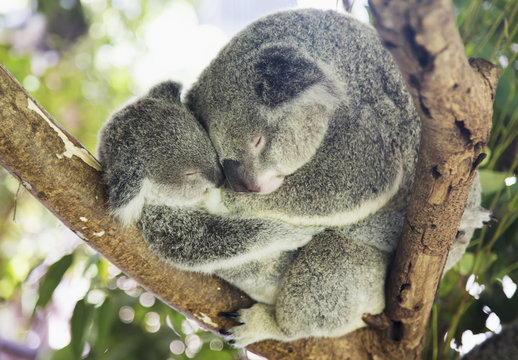 Mother and baby koala sleep on tree, Noosa, Australia