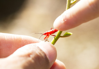 Red young firebug on green plant