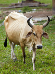 Naklejka na ściany i meble Zebu cow in the Peruvian Amazon