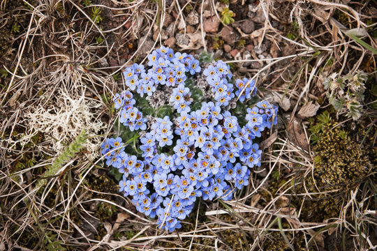 Forget-me-not wildflowers growing on St. Paul Island, Southwestern Alaska, USA, Summer