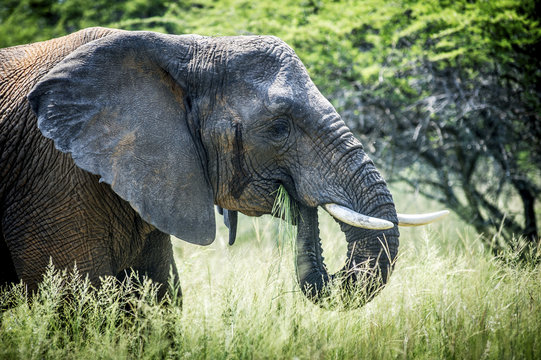Elephant (elephantidae) feeding at Dinokeng Game Reserve; South Africa
