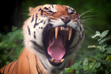 A tiger is showing it's impressive fang. It's really a big cat, which is living in the jungle of India. The total population is  estimated at fewer than 2,500 individuals with a decreasing trend.