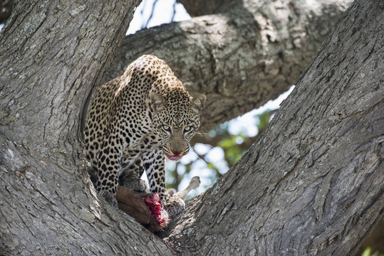 Leopard feeding on Wildebeest calf in tree, Tanzania