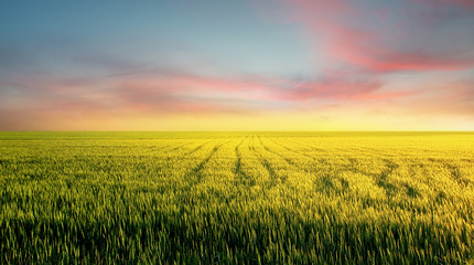 Fototapeta na wymiar Field during sunset. Agricultural landscape