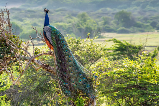 Fototapeta Peacock or Pavo cristatus