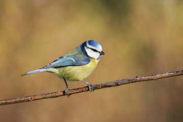 Fototapeta premium Blaumeise auf Weidenzeweig