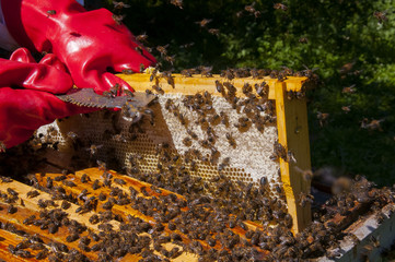 Apicultor manipula panal de abejas con miel