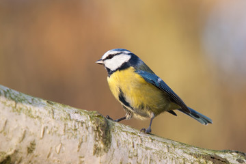 Blaumeise auf einem Birkenstamm