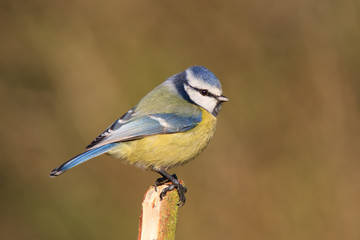 Blaumeise auf einem zerbrochenen Ast vor homogenen Hintergrund