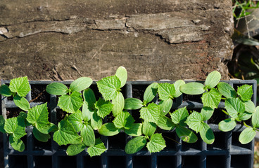 cucumber plant in seedling tray with sunlight at morning.