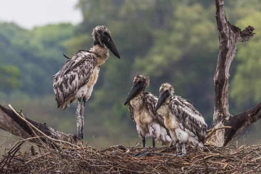 Three juvenile jabiru storks (Jabiru mycteria) standing in nest; Mato Grosso do Sul, Brazil