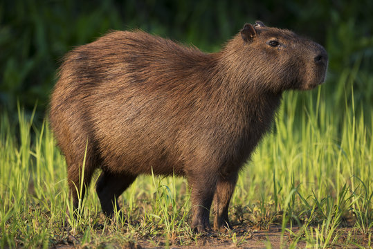 Capybara on grassy river bank, Mato Grosso do Sul, Brazil