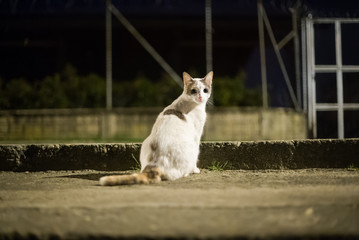 gatos en la noche - obrazy, fototapety, plakaty