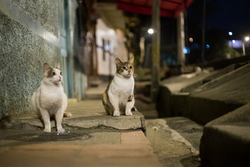 gatos en la noche