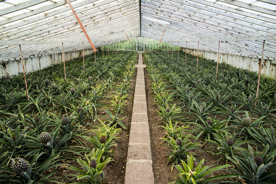 Ananas plantation; Faja de Baixo, Sao Miguel, Azores