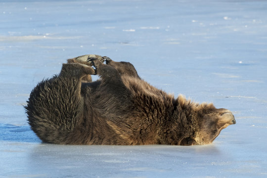 Grizzly bear rolling on frozen pond, Portage, Alaska, USA