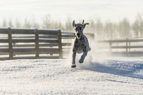Dog Running In Snowy Field