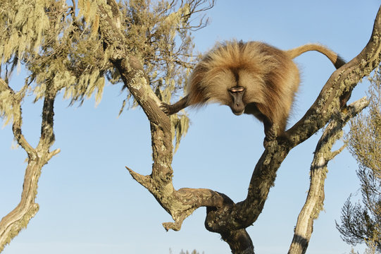 Gelada on tree, Semian mountains, Ethiopia