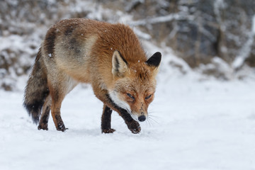 Naklejka premium Red fox in a white winter landscape with fresh fallen snow 