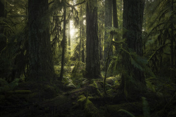 Cathedral Grove, MacMillan Provincial Park, British Columbia, Canada