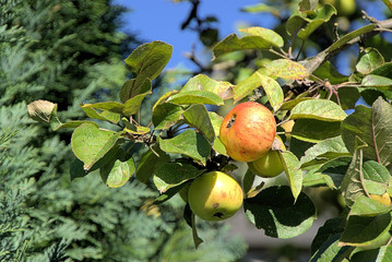 Äpfel am Baum in Rosbach, Gemeinde Windeck