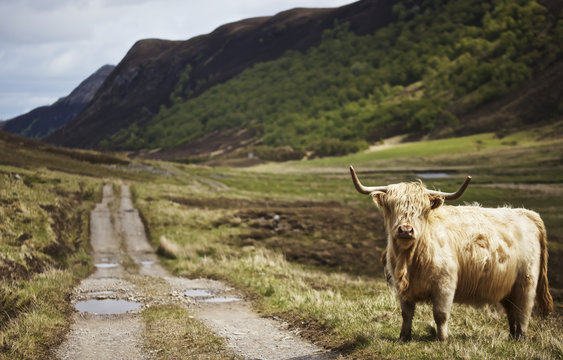 Scottish Highland landscape with long horned Highland cattle in foreground