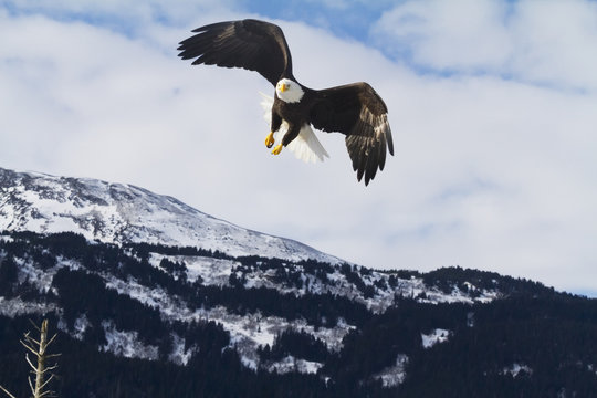 Bald eagle (Haliaeetus leucocephalus) in flight, South-central Alaska in winter; Alaska, United States of America