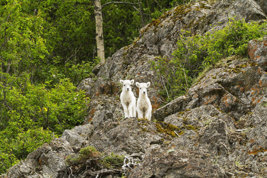 Dall sheep (ovis dalli) lambs in Chugach Mountains near the Seward Highway in the Windy Point area Mile 107 Seward Highway, South-central Alaska; Alaska, United States of America