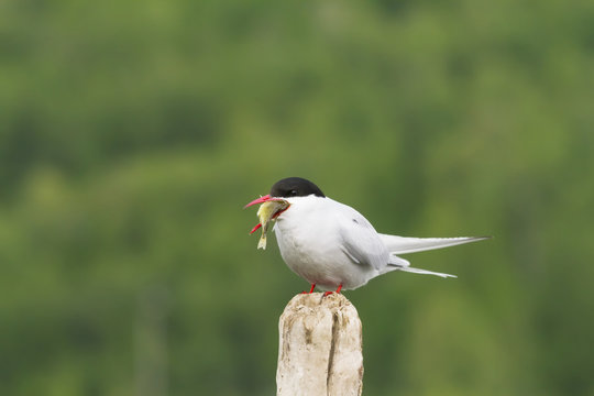 Arctic Tern (Sterna paradisaea) eating small fish at Potter Marsh in summertime, South-central Alaska; Alaska, United States of America