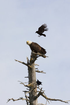A Bald Eagle (Haliaeetus leucocephalus) gets harassed by a crow in the Portage area in spring while sitting on a salt water killed tree; Portage, Alaska, United States of America