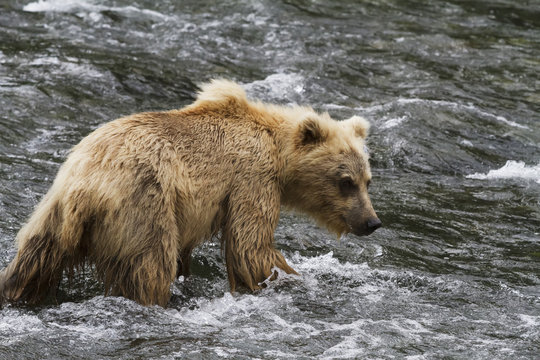 Brown bear (ursus arctos) next to the Russian River of Kenai Peninsula in summertime, South-central Alaska; Alaska, United States of America