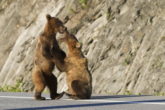 A pair of brown bear (ursus arctos) cubs play on Dayville Road while their mother waits patiently nearby, near fish hatchery at Allison Point, south-central Alaska in summertime; Alaska, United States of America
