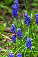 Blooming flower muscari in the spring garden. 