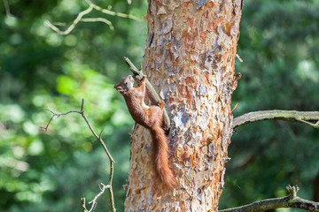 Eichhörnchen