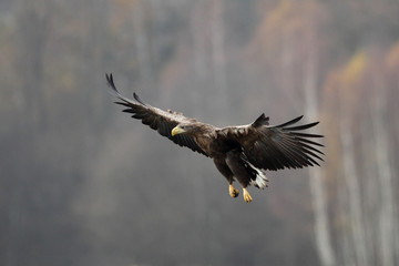 white-tailed eagle - 137478477