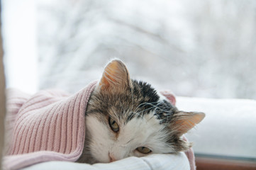 Naklejka premium kot leży w oknie zimą