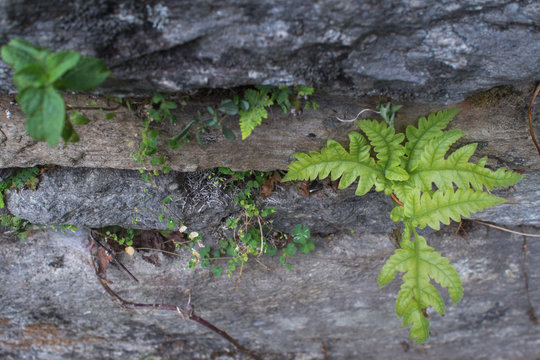 Little fern plant on the rock wall © PloyPloypailin
