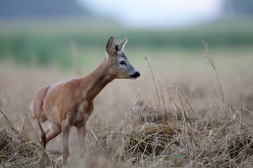 Roe deer - 137478826