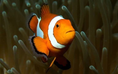 Clowns-Fisch