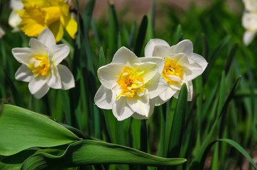 Fototapeta premium Narcissuses on a bed