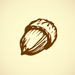 Acorns. Vector drawing