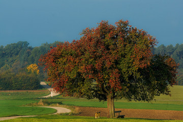 Birnbaum im herbstlichen Gewand